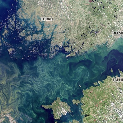  Satellitbilden visar blågrönalger den 24 juli 2019. De ljusgröna områdena i havet är blågröna alger blandat i vattnet. 