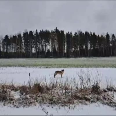 susi seisoo lumisella pellolla noin kymmenen metrin päässä ja katsoo kuvaajaa.