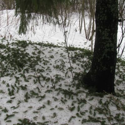 Mängder av små, korta grankvistar liggande i snön runt en gran.