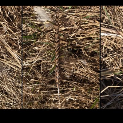 Tre bilder på brunrandig fågelfjäder bland torrt gräs.