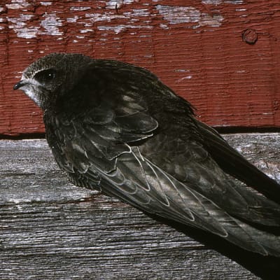 Tervapääsky