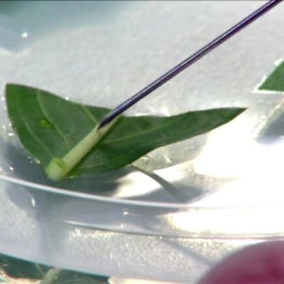 Kasviin lisätään vieras virus laboratoriossa Kuningaskuluttaja-ohjelmassa