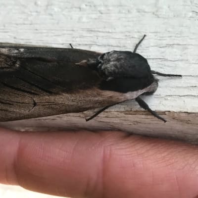 En insekt i svart och gråbrunt på en fönsterkarm. Undertill ett finger som storleksjämförelse.