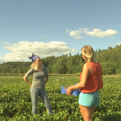 Två kvinnor i ett jordgubbsland.
