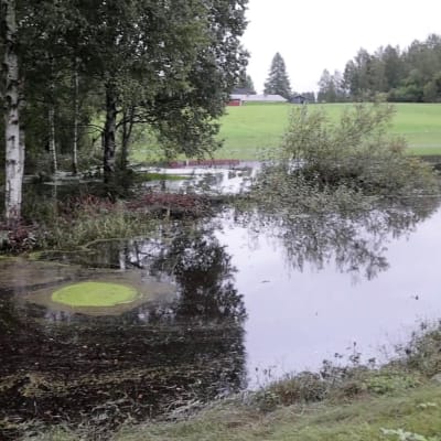 Tulvavettä pellon ja ja valtatien välissä, vedessä vihreä siitepölypyörre ja taustalla peltomaisemaa.