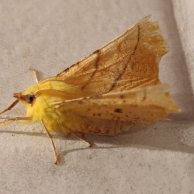 En orange- och gulfärgad fjäril på ljust kakel.