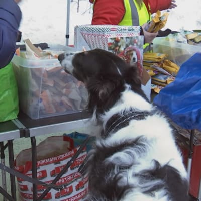 Koira nuuskii tuotteita koirien leipäjonossa Helsingin Malmilla.