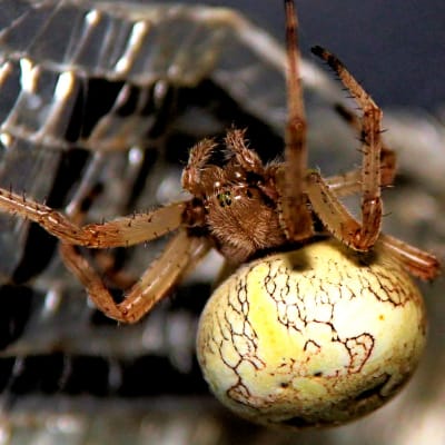 Närbild på en brun spindel med stor rund ljusgul bakkropp.