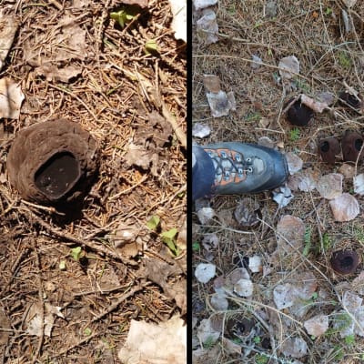 Två bilder på mörkbrun svampliknande sak på marken. Bilden till höger har även en blå sko i bild.