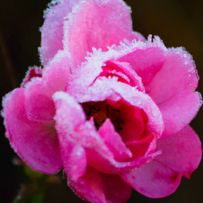 Jäähuuruinen ruusu