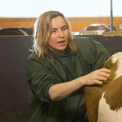 Hanna Takala (Sari Havas) sarjassa Lehmän vuosi