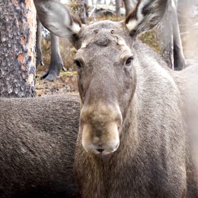 en älg tittar in i kameran i en skogsglänta