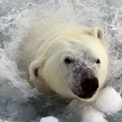 Ranuan eläinpuiston jääkarhu Sisu.