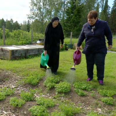 Moder Nektaria och Elisabeth Morney vattnar köksträdgården vid Lintula kloster.