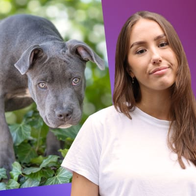 Isabella Biorac Haaja och en american bully hund