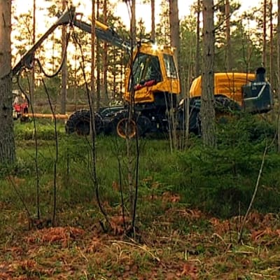 En skogsmaskin avverkar träd i Ekenäs.