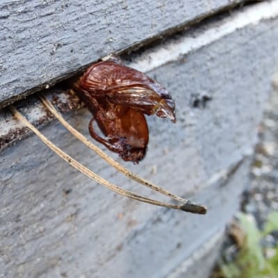 Ett brunt skal av en insekt som fastnat mellan två brädor.