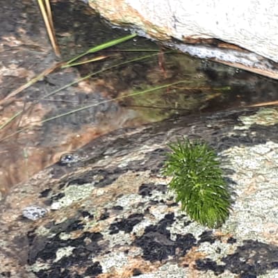 Grön växtdel på sten vid vatten.