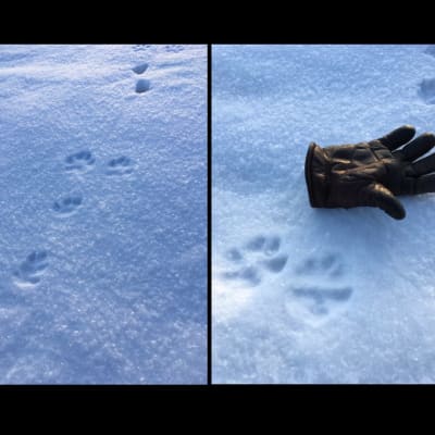 Tre bilder på durspår i snö, en brun läderhandske ligger bredvid som jämförelse.