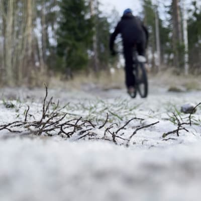 Etualalla luminen varvikko. Taustalla erottuu pyöräilijä joka puikkaa maastopyörällä metsäpolulle.