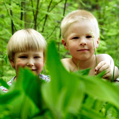 Kolme pientä poikaa leikkimässä metsässä.