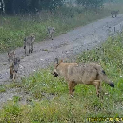 En bild från ett videoklipp där unga vargar syns springa på en skogsväg.