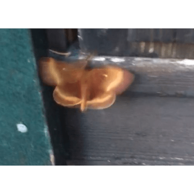 Två bilder på orangefärgad fjäril vid nedre kanten av en dörr.