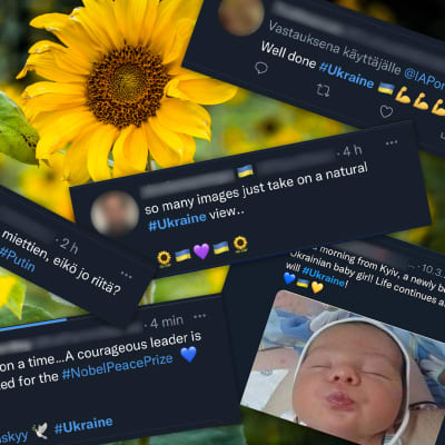 Keltaisia auringonkukkia lähikuvassa, kukkakuvan päälle on liitetty Twitter-viestejä Ukrainan sodasta. Viesteissä näkyy auringonkukka, Ukrainan lippu ja rauhankyyhky emojeita.