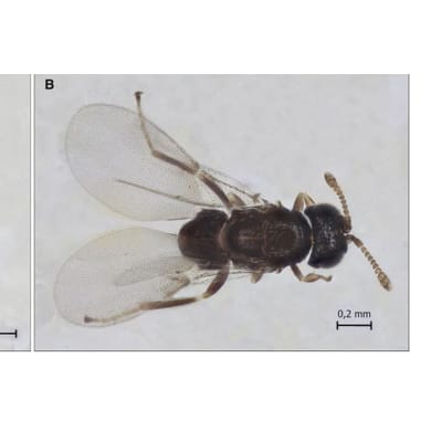 Ixodiphagus hookeri on pienikokoinen loispistiäinen