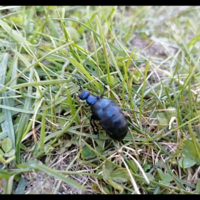 Två bilder på mörkfärgade skalbaggar.