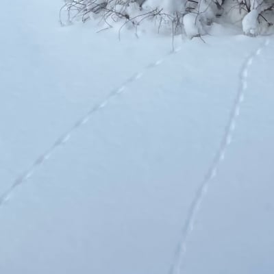 Två bilder på djurspår i snö som går mellan hus och buske.
