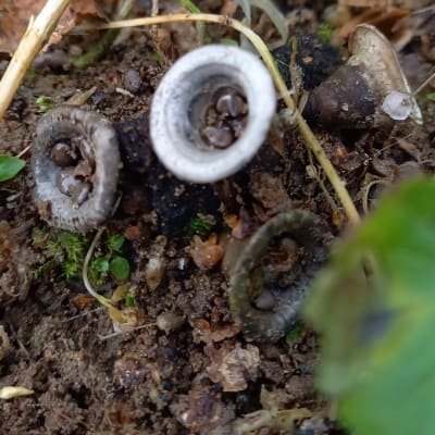 Två bilder på ljusgråa, runda svampar