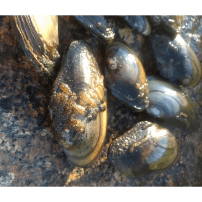 Två bilder på musslor på sten.