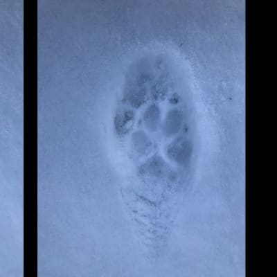 Två närbilder på djurspår i snö.
