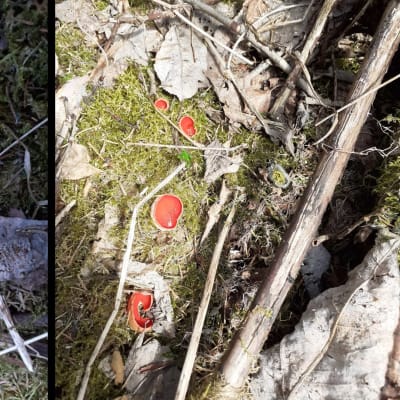 Två bilder på röda svampar bland mossa och kvistar.