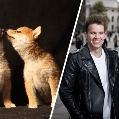 Kaksiosainen kuva. Vasemmalla kolme Pentulivessä nähtävän shiba inu -emo Möpsön edellisen pentueen poikasta. Oikealla toimittaja Antti Kurra.