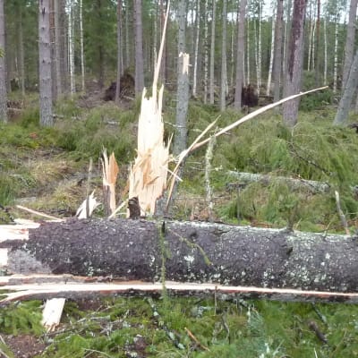 Stormskador i Västanfjärd