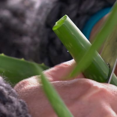 Aloe-vera hjälper mot klåda och sprickor.