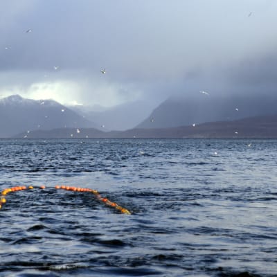 Fiskebåten Marinas räktrål i Lyngenfjorden