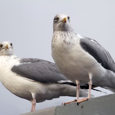 Måsar väntar på byte på räktrålare på Lyngenfjorden i Norge