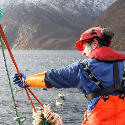 Arbete på räktrålaren Marina på Lyngenfjorden