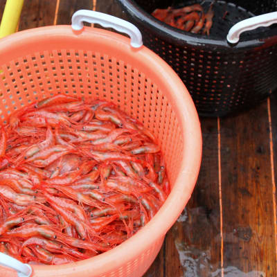 Nyfångade räkor på trålaren Marinas däck på Lyngenfjorden i Norge