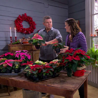Owe och Camilla planterar om julstjärnor.