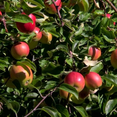 Äppelträd på Benvik gård i Närpes.
