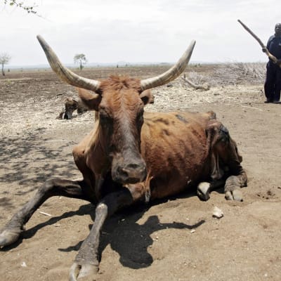 Kuivuudesta kärsivä lehmä makaa maassa Zimbabwessa.