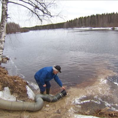 Järvitaimenten vaelluskäyttäytymistä seurataan kolmen vuoden ajan.