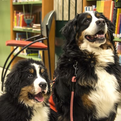 Kaksi koiraa kirjastossa. 