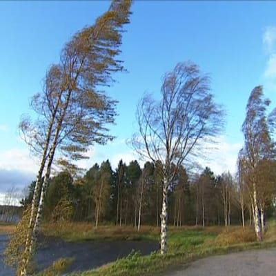 Valio-myrsky taivuttaa puita Keski-Suomessa.