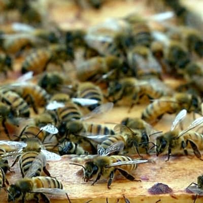 Mehiläisiä pesässä.