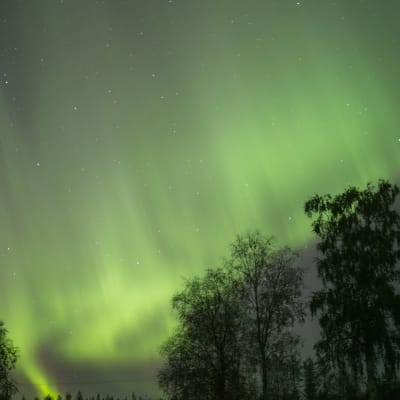 Revontulet leimuavat Olkkajärvellä.Revontulet leimuavat Rovaniemen Olkkajärvellä syksyllä 2015.